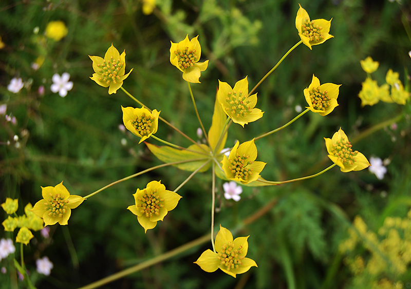 Image of Bupleurum multinerve specimen.