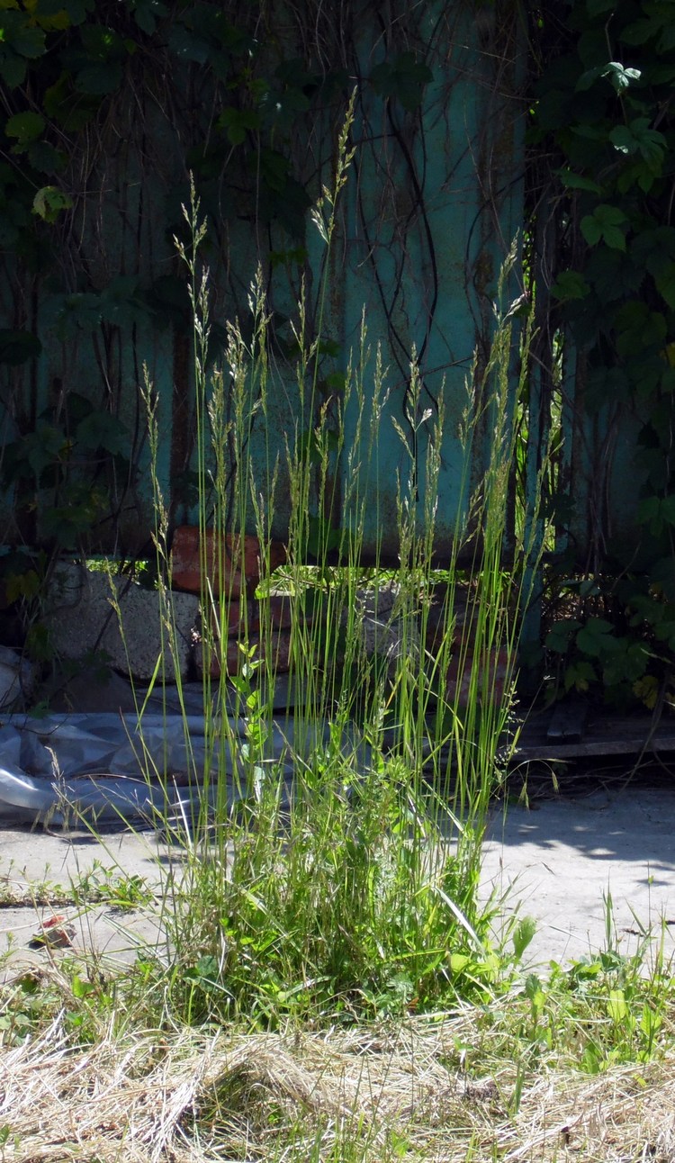 Image of genus Festuca specimen.