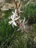 Asphodeline tenuior