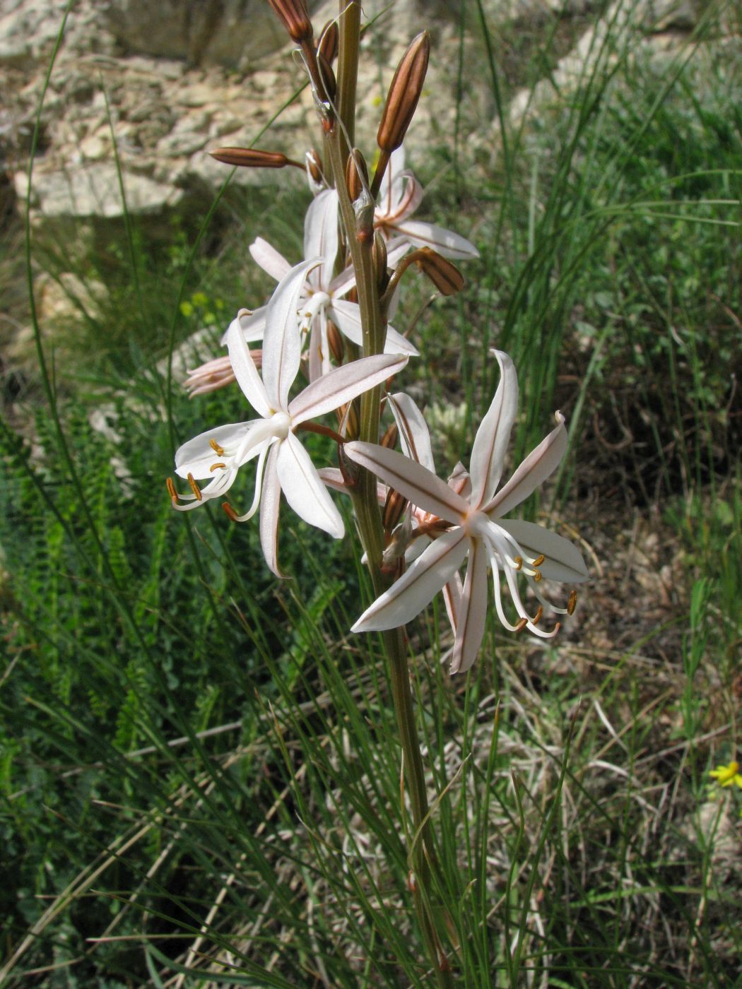 Изображение особи Asphodeline tenuior.