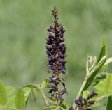 Amorpha fruticosa