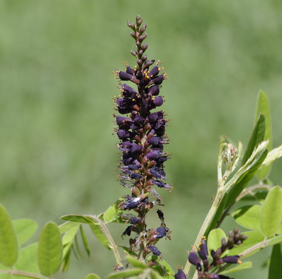 Image of Amorpha fruticosa specimen.