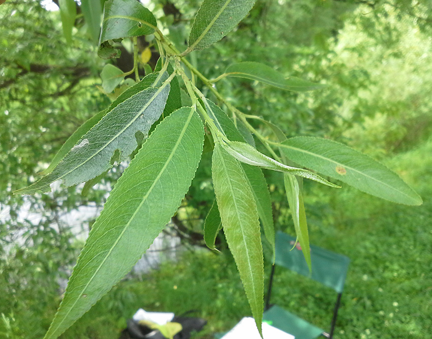 Изображение особи Salix &times; fragilis.