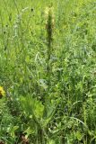 Pedicularis kaufmannii