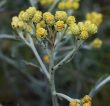 Helichrysum arenarium