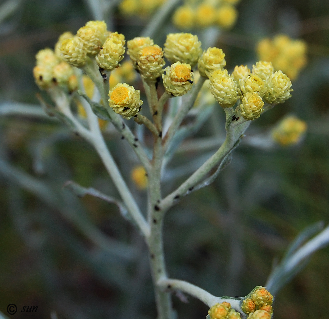 Изображение особи Helichrysum arenarium.