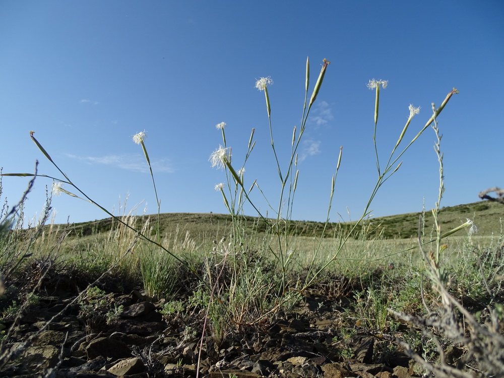 Изображение особи Dianthus soongoricus.