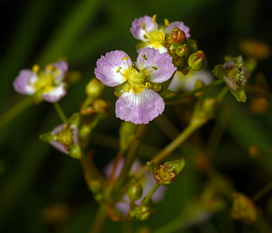 Изображение особи Alisma plantago-aquatica.