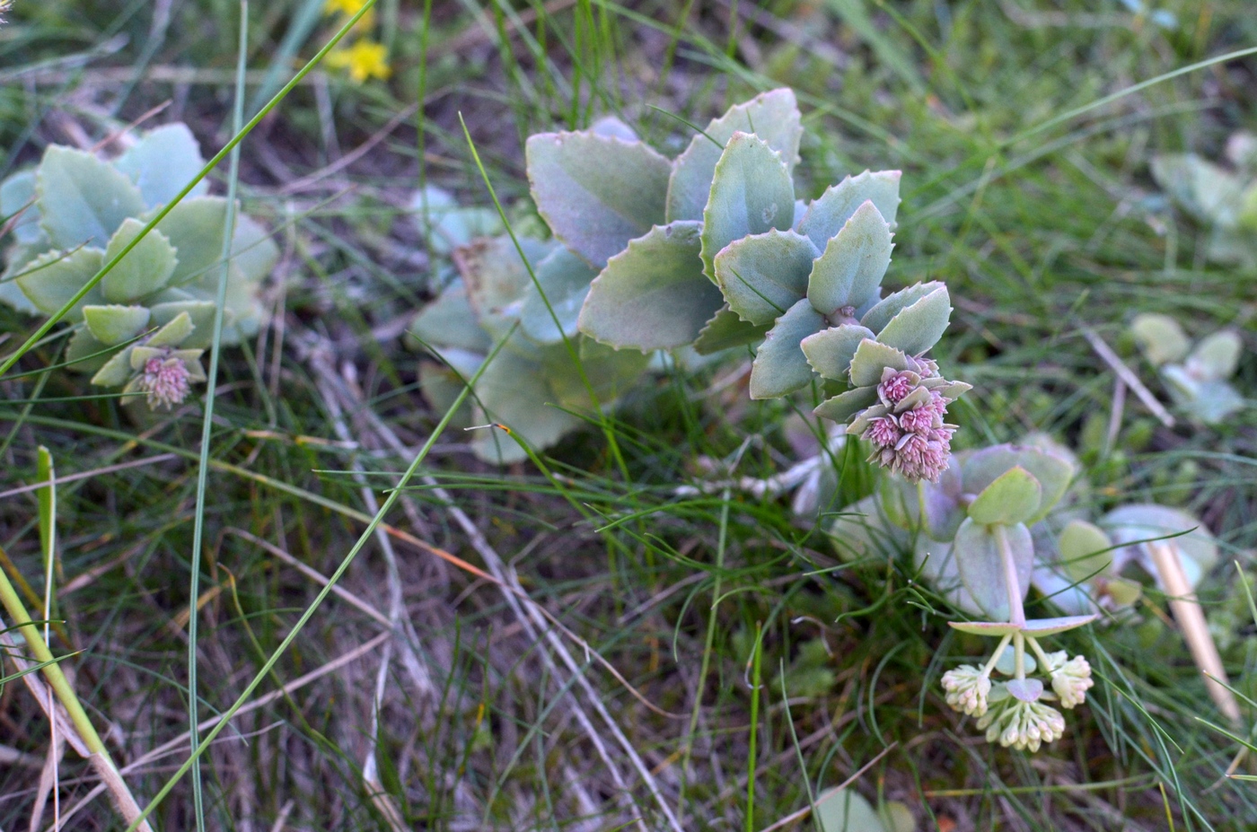 Image of Hylotelephium ruprechtii specimen.