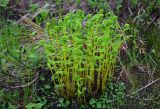 Athyrium americanum