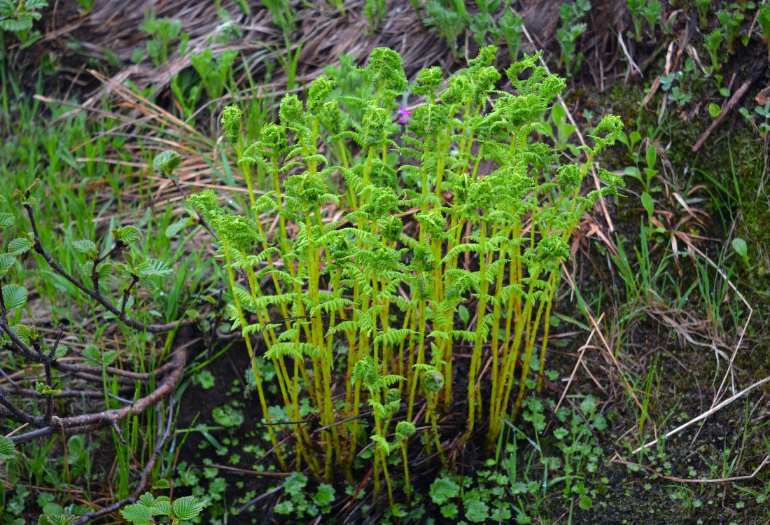 Image of Athyrium americanum specimen.