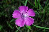 Dianthus imereticus