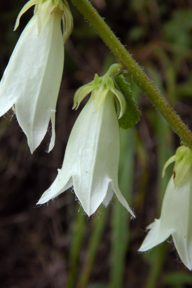 Изображение особи Campanula alliariifolia.