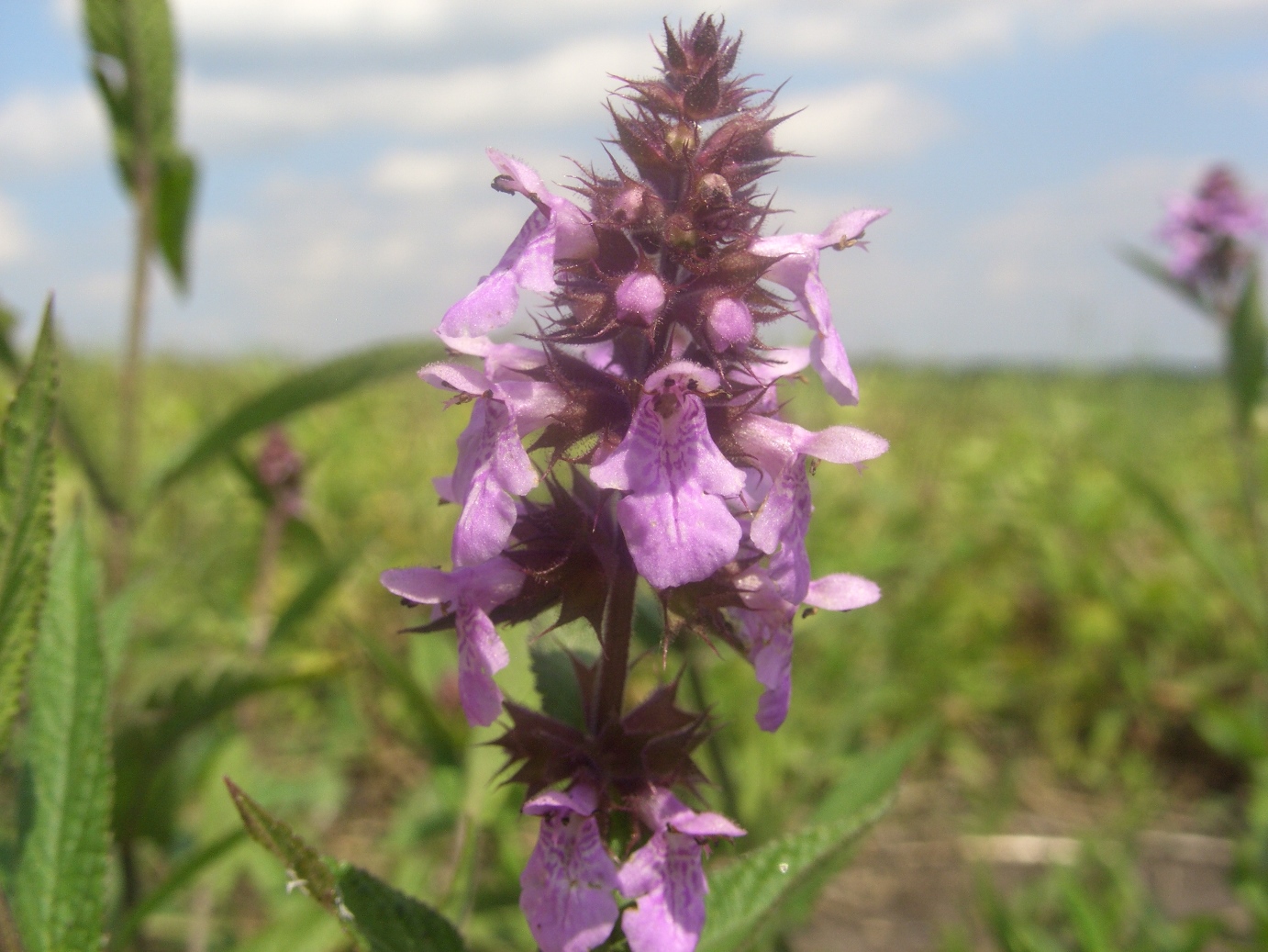 Image of Stachys palustris specimen.