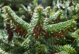 Abies pinsapo. Побеги с микростробилами. Крым, г. Феодосия, территория армянского монастыря Сурб Саркис, возле могилы И.К.Айвазовского. Июль 2016 г.