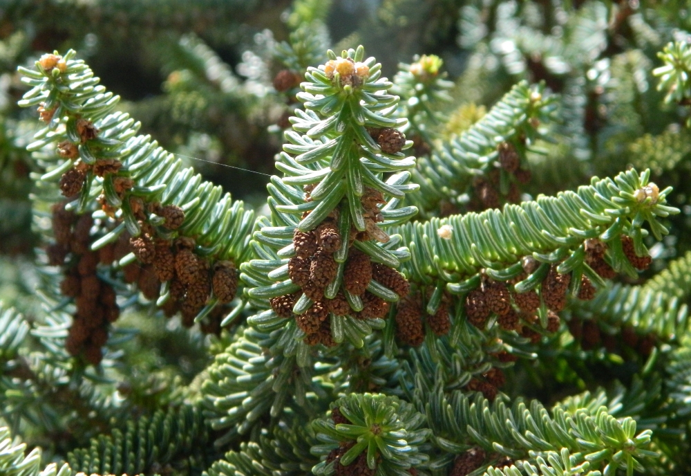 Image of Abies pinsapo specimen.