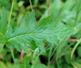 Cirsium kamtschaticum. Лист. Камчатка, горный массив Вачкажец. 18.08.2016.