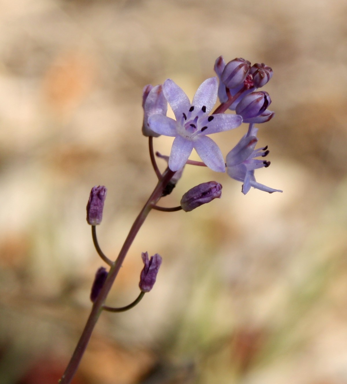 Image of Prospero autumnale specimen.