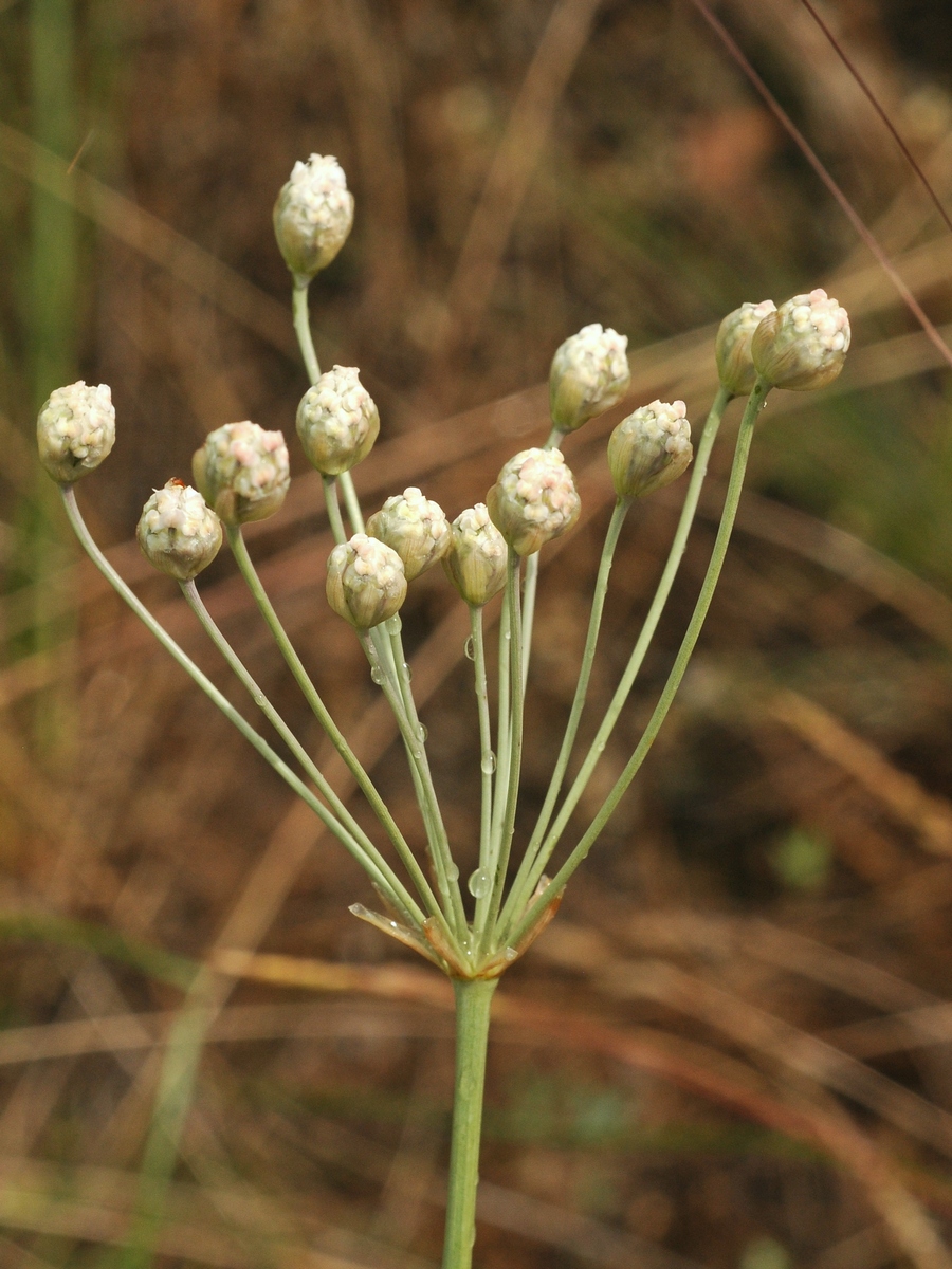 Image of Elaeosticta allioides specimen.