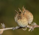 Image of taxon representative. Author is Татьяна Мальчинская