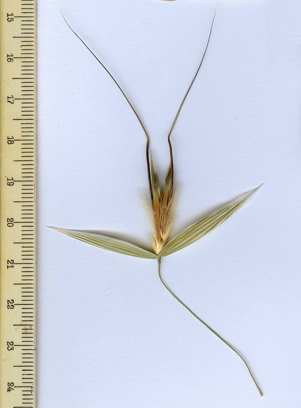 Image of Avena persica specimen.
