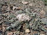 Astragalus scabrisetus. Цветущее растение. Казахстан, Сев. Тянь-Шань, плато Сюгаты, щебнистый участок нагорной пустыни. 25 мая 2016 г.