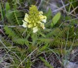 Pedicularis sibthorpii