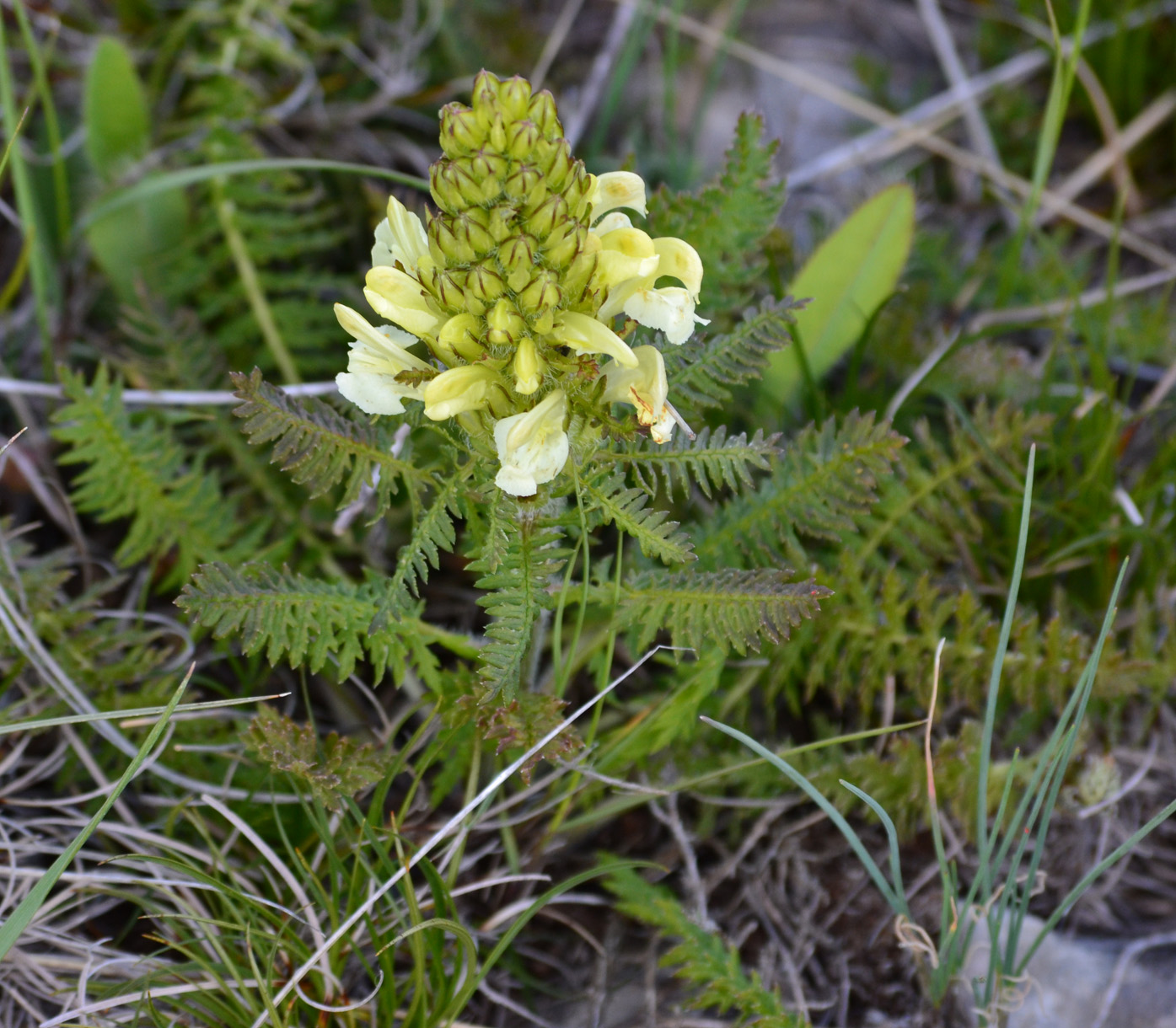 Изображение особи Pedicularis sibthorpii.