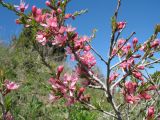 Amygdalus petunnikowii