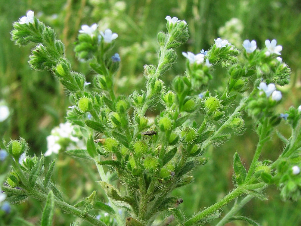 Image of Lappula squarrosa specimen.