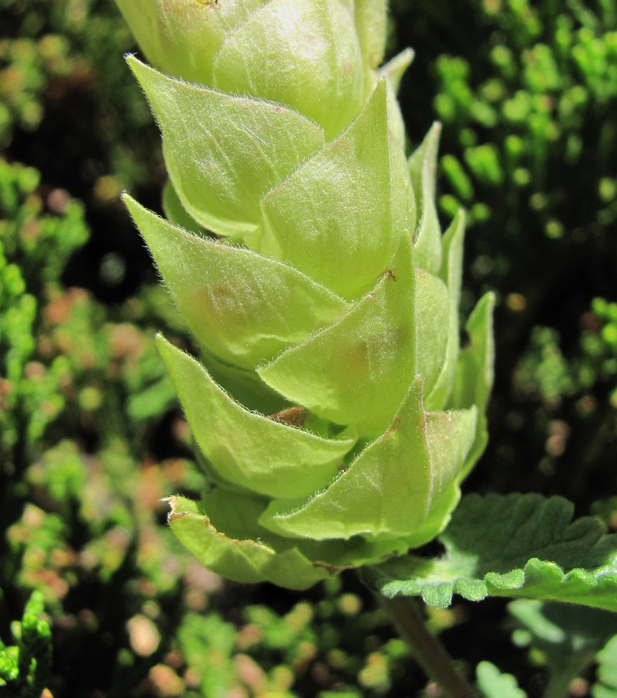 Image of Scutellaria oreophila specimen.