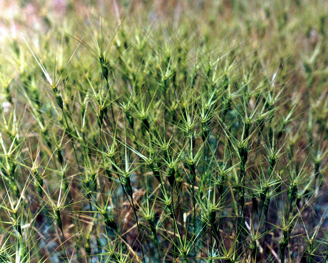 Image of Aegilops ovata specimen.