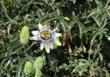 Passiflora caerulea. Часть цветущего растения. Краснодарский край, г. Усть-Лабинск, палисадник частного домовладения, в культуре. 09.10.2016.