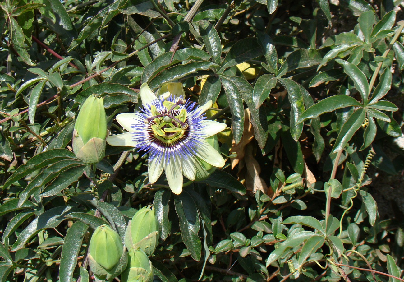 Изображение особи Passiflora caerulea.