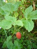 Sinopodophyllum hexandrum. Растение (высота - 50 см) с плодом. Дальний Восток, тайга. Сентябрь.