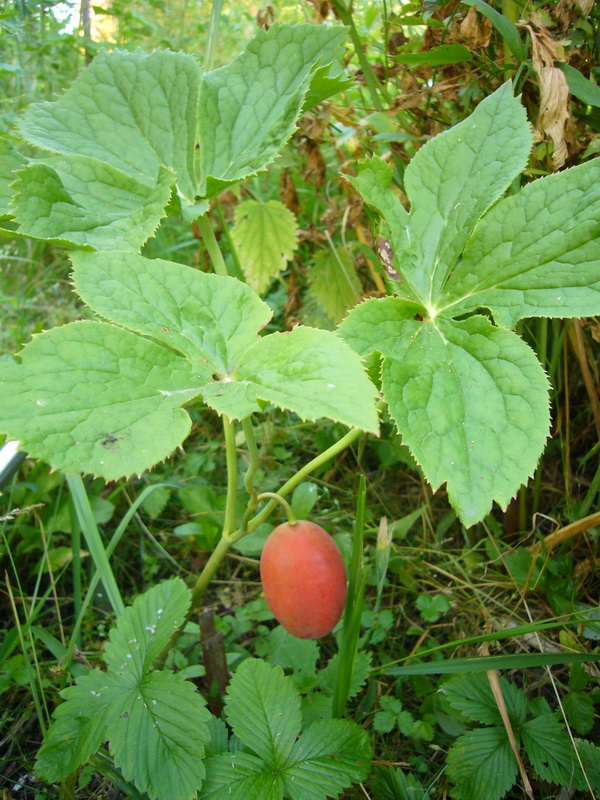 Изображение особи Sinopodophyllum hexandrum.