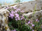 Thymus zheguliensis. Верхушки цветущих побегов. Самарская обл., окр. г. Жигулёвск, гора Могутова, открытый склон, выход известняка. 20 июля 2015 г.