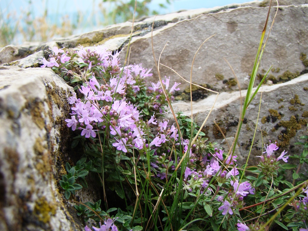 Изображение особи Thymus zheguliensis.