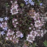 Pedicularis cheilanthifolia