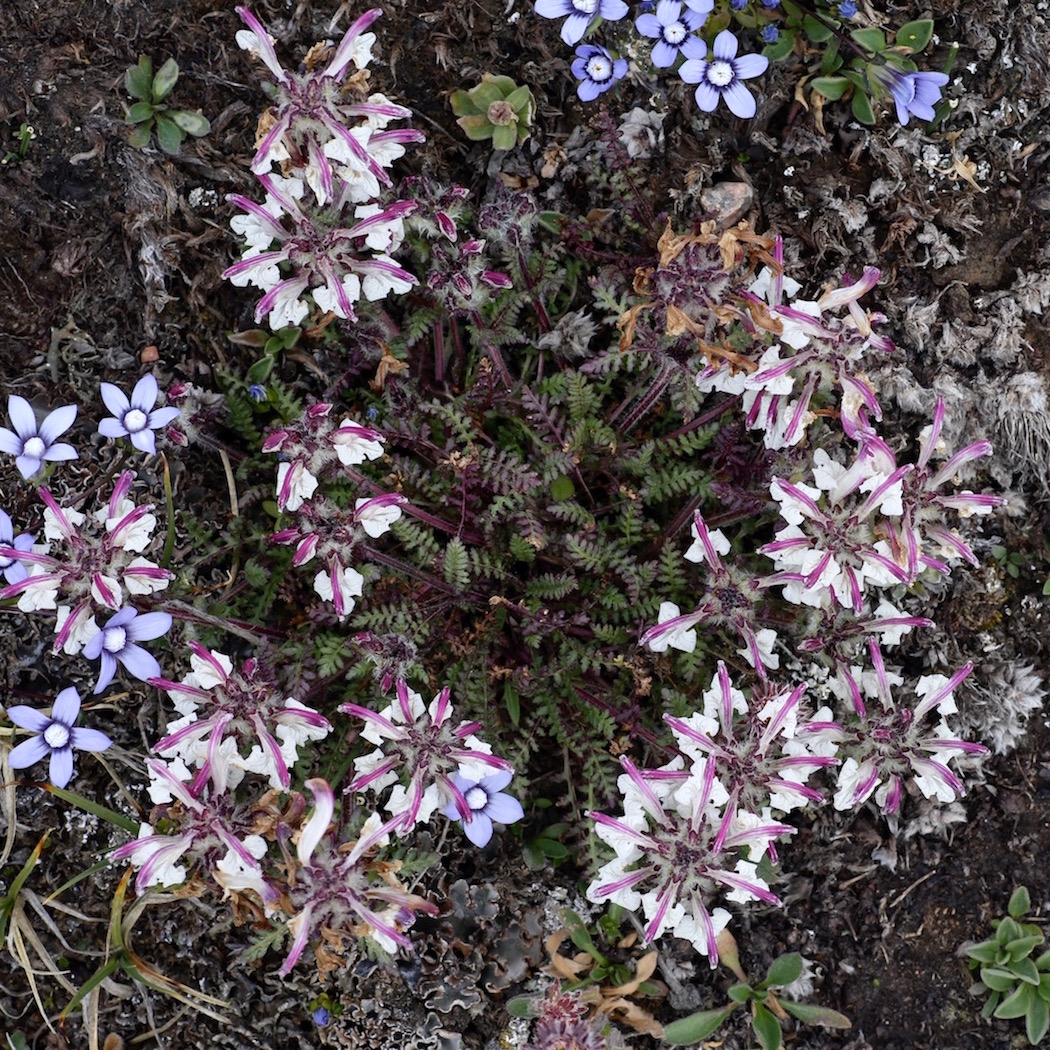 Image of Pedicularis cheilanthifolia specimen.