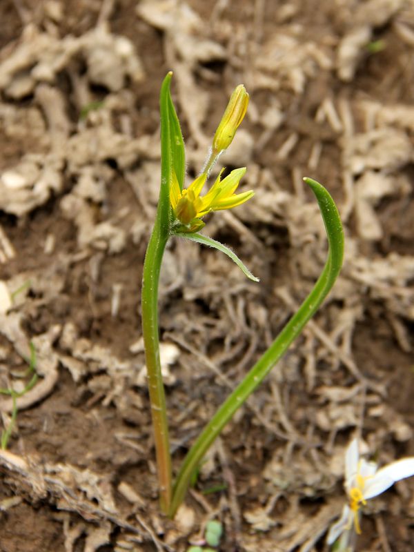 Изображение особи Gagea capusii.