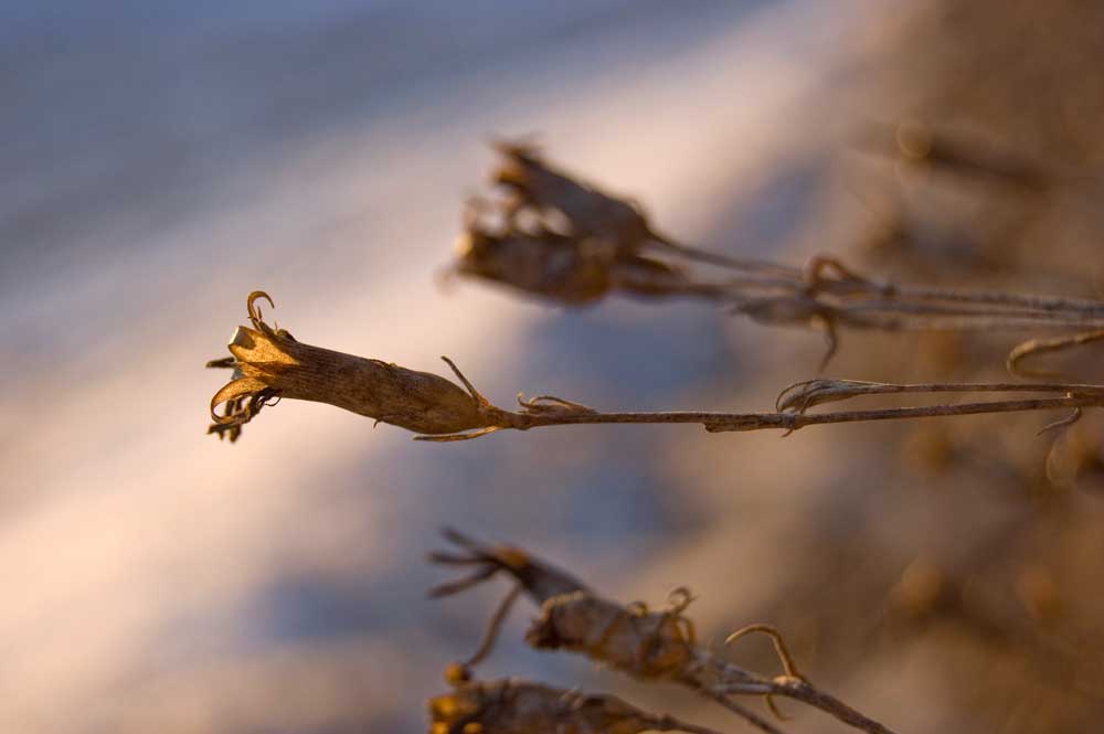 Image of Dianthus versicolor specimen.