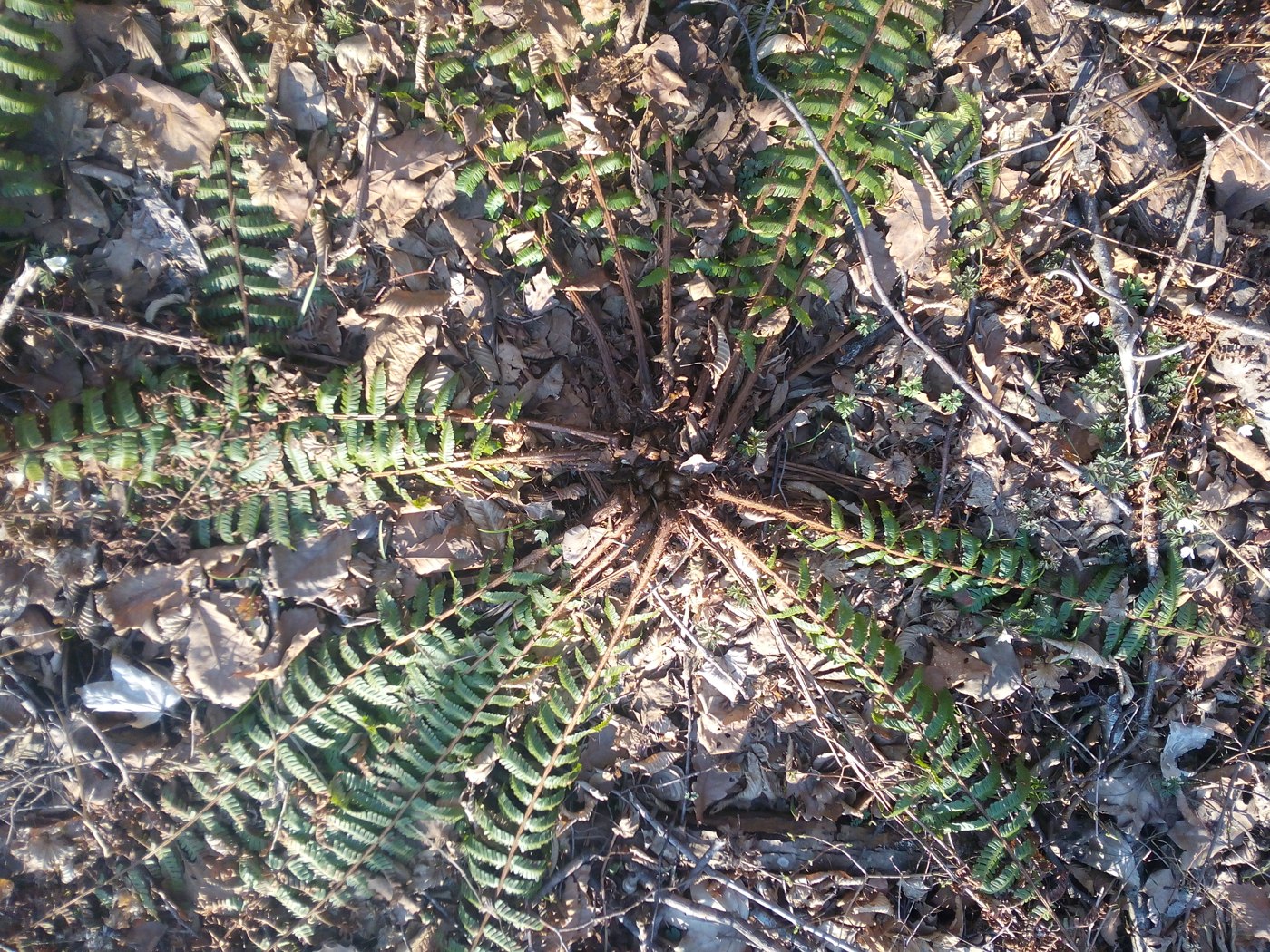 Изображение особи Dryopteris crassirhizoma.