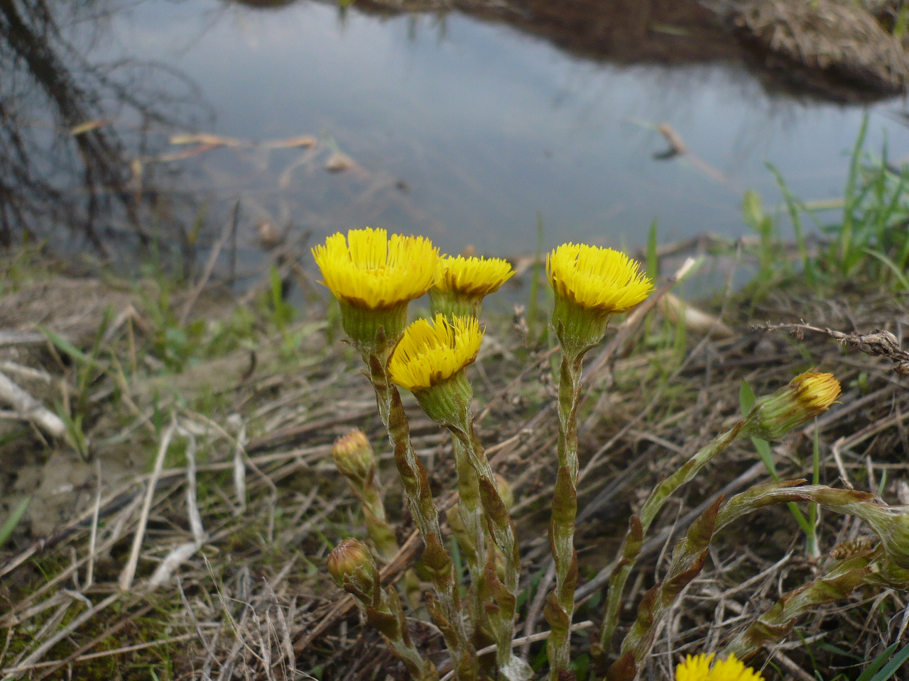 Image of Tussilago farfara specimen.