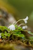 Oxalis acetosella