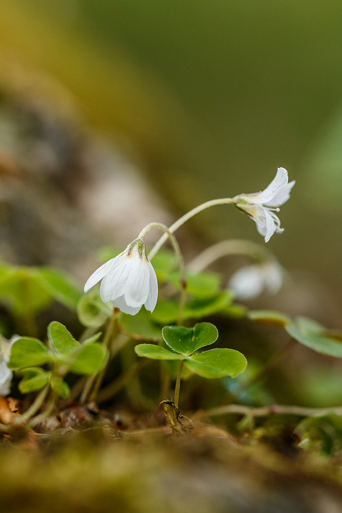 Изображение особи Oxalis acetosella.