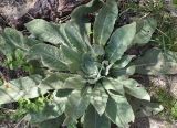 род Verbascum. Вегетирующее растение. Армения, Котайская обл., склон в окр. монастыря Гегард. 27.04.2017.