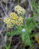 Achillea arabica. Верхушка зацветающего растения. Армения, г. Ереван, окр. отеля Сочи Палас, пустырь. 02.05.2017.