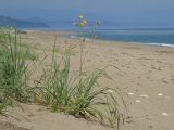 Sonchus arvensis