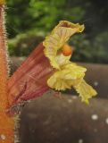 Orobanche laxissima